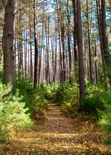 Cook Forest State Park in the fall near Clarion Pennsylvania with the baby pine trees and fallen leaves and a blue sky popping through the background. 