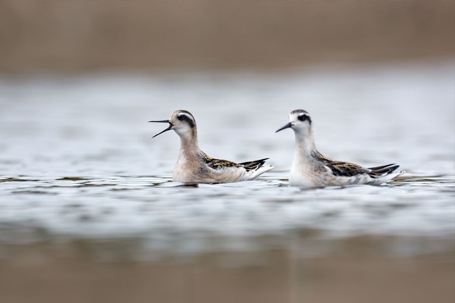 Two young Red-necked phalaropes swim together and cry loudly in cloudy weather