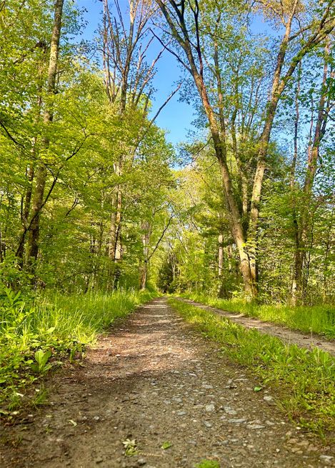 Cook Forest State Park in the fall near Clarion Pennsylvania with the baby pine trees and fallen leaves and a blue sky popping through the background. 